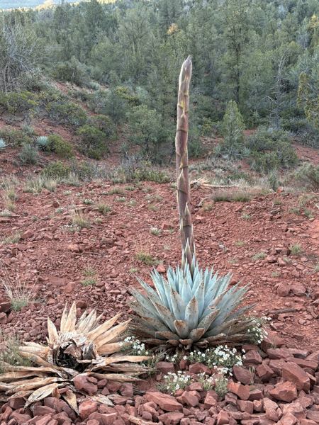 Aligned Founders retreat in Sedona