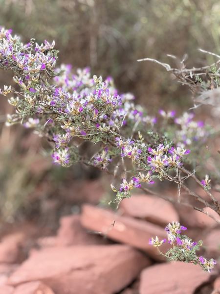 Aligned Founders retreat in Sedona