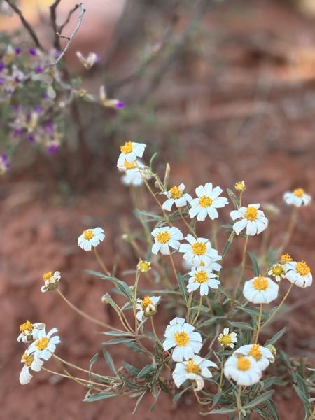 Aligned Founders retreat in Sedona