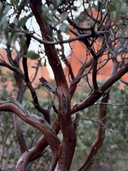 Aligned Founders retreat in Sedona